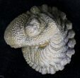 Enrolled Barrandeops (Phacops) Trilobite #18670-1